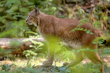 Luchs im Wald