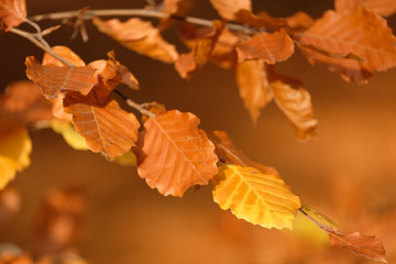 autumn leaves on a background