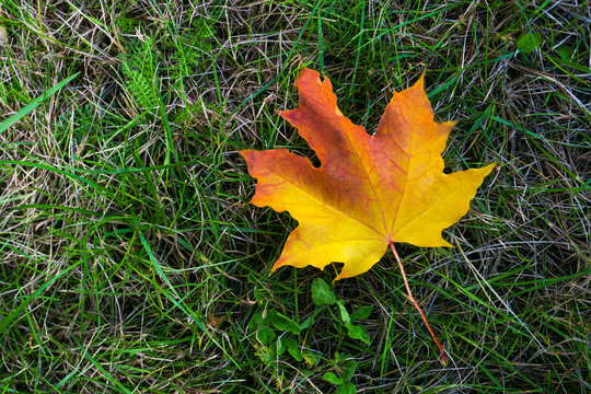 Orange, maple leaf on the grass