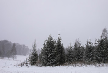 Snow covered fir trees in cold winter day. Seasonal nature in East Europe.