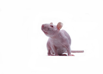 White little rat on a white background.