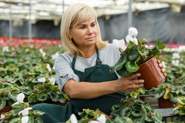Woman gardener in apron choosing  flowers of  white cyclamen in pot