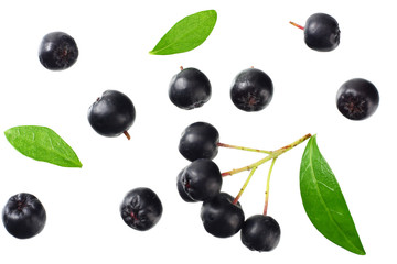Chokeberry with green leaves isolated on white background. Black aronia. Top view.