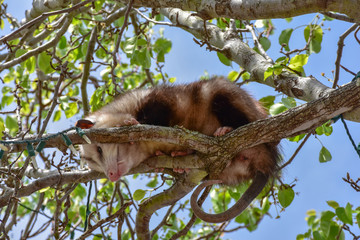 An urban opossum bares his teeth at crowd forming below his resting place in a tree in Fernandina Beach, Florida.