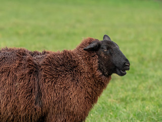 Fototapeta premium A Brown Sheep in a Green Field
