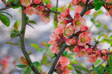 The coral colour and soft focus of a beautiful tree blooming in spring will bring a fall harvest of quince fruit for homemade jam.
