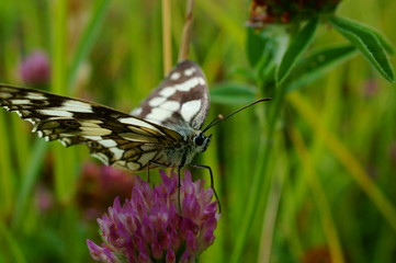 butterfly on flower