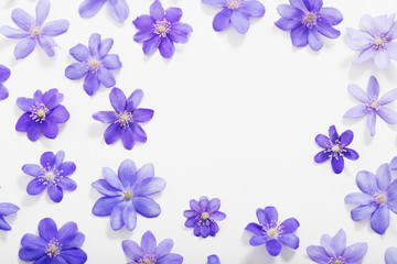 spring blue flowers on white background