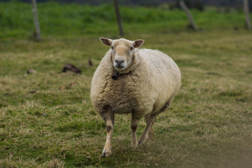 Naklejka na ściany i meble sheep grazing grass in the field