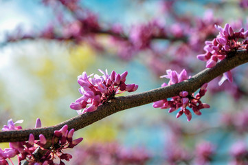 Macro of Cercis canadensis also known as the Eastern Redbud blooming in spring with a soft blurred background.