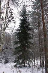 Fototapeta premium Snow covered fir trees in cold winter day. Seasonal nature in East Europe.