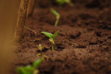 a Plant Start to grow 