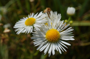Obraz premium daisy in the grass