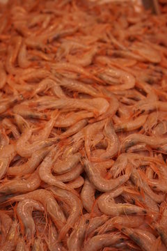 pesacados maricos y moluscos vendido en el mercado de atarazanas malaga gambas arroceras
