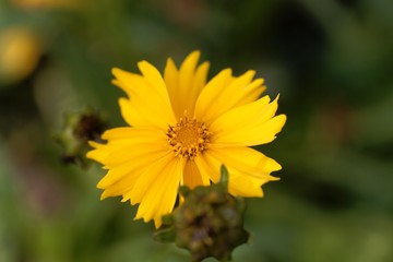 Lance-leaved coreopsis flower, Coreopsis lanceolata.