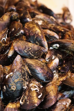 pesacados maricos y moluscos vendido en el mercado de atarazanas malaga mejillones