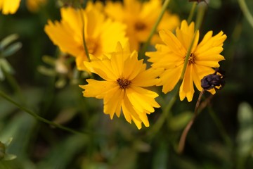 Lance-leaved coreopsis flower, Coreopsis lanceolata.