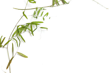 Dry thin stalks of wild peas. Element for green design.