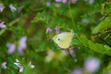 butterfly