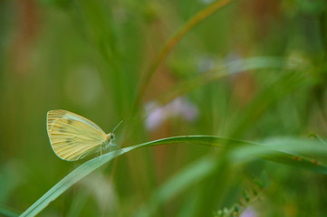 butterfly on green leaf