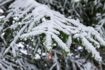 Snow covered fir trees in cold winter day. Seasonal nature in East Europe.