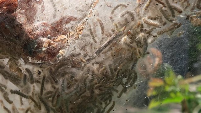 Fall Webworms in their silk nest attached to a branch in historic Yates Mill Pond Park in Raleigh, North Carolina