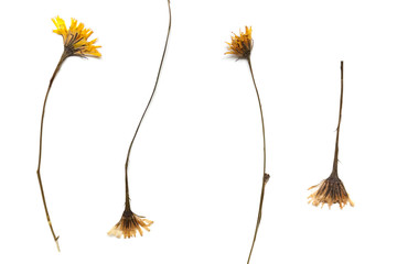 Dry thin stems of field yellow flowers on a white background.