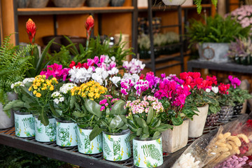 Fototapeta na wymiar Potted decorative succulent Kalanchoe blossfeldiana and Cyclamen persicum plants in different colors at the greek garden shop in October.