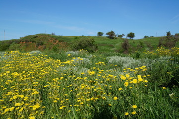 Fototapeta premium field of dandelions