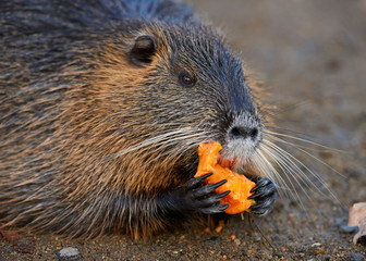 Small young coypu eating a carrot. On background is a river. Natural environment. Also known as nutria or Myocastor coypus.