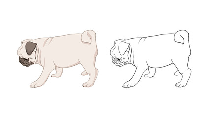 Set of pug dogs vector illustration. Colored and outline design. Vector illustration.. Isolated on white background.