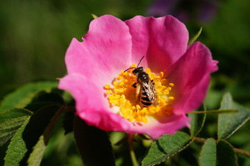 A bee collects nectar from a flowering rose hip