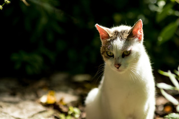 Obraz premium White stray cat looking down low key nature half-body portrait with blurred dark green forest background