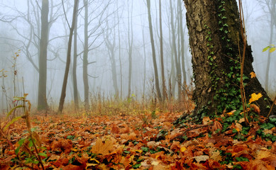 Autumn morning in the old park
