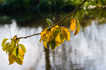 Jesień w Dolinie Górnej Narwi - Podlasie - Polska © podlaski49