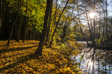 colorful autumn leaves in the park