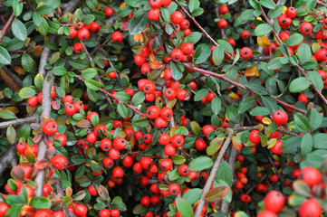 Fruit ripened on the cotoneaster bush
