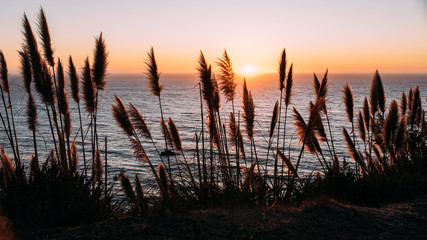 Gräser im Abendlicht an der kalifornischen Küste des Pazifiks