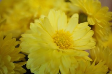 yellow flowers on a background
