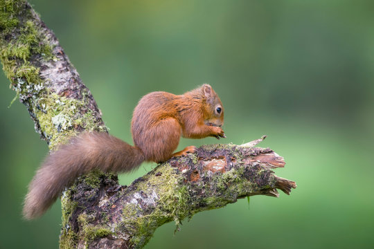 Eating Eurasian red squirrel on tree trunk