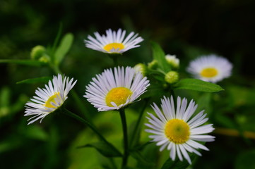 Obraz premium daisy in the grass