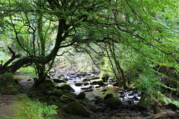 stream in the forest