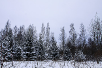 Fototapeta premium Snow covered fir trees in cold winter day. Seasonal nature in East Europe.