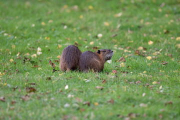 Nutria