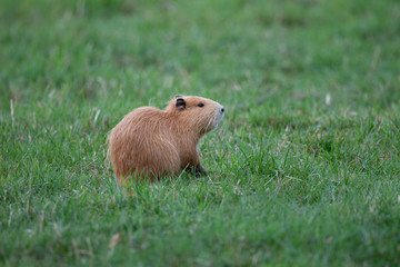 Nutria