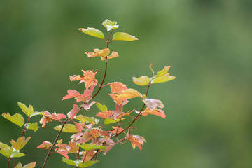 Herbstzweig