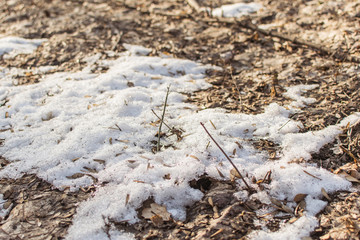 Remains of snow in the forest in spring.