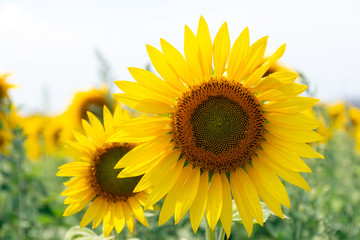 A field of sunflowers in summer attracts native bees and other pollinators.