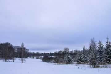 Snow covered fir trees in cold winter day. Seasonal nature in East Europe.