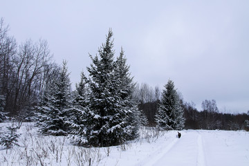 Beautiful winter landscape with trees in snow